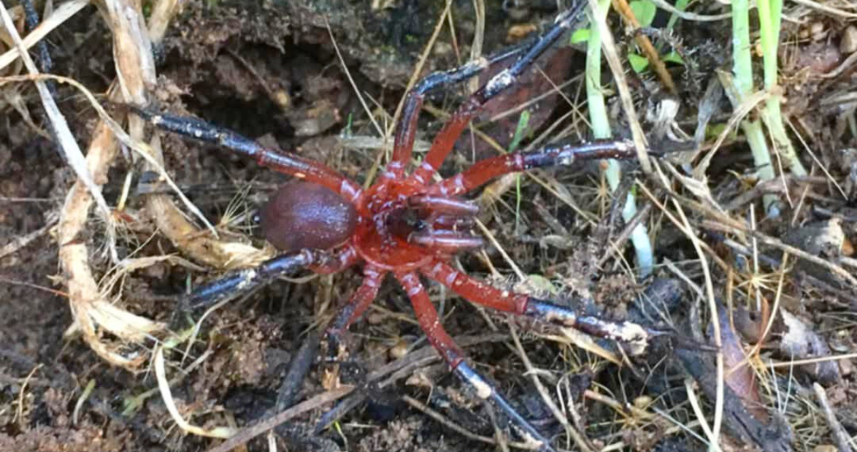 Nueva araña descrita en Chile