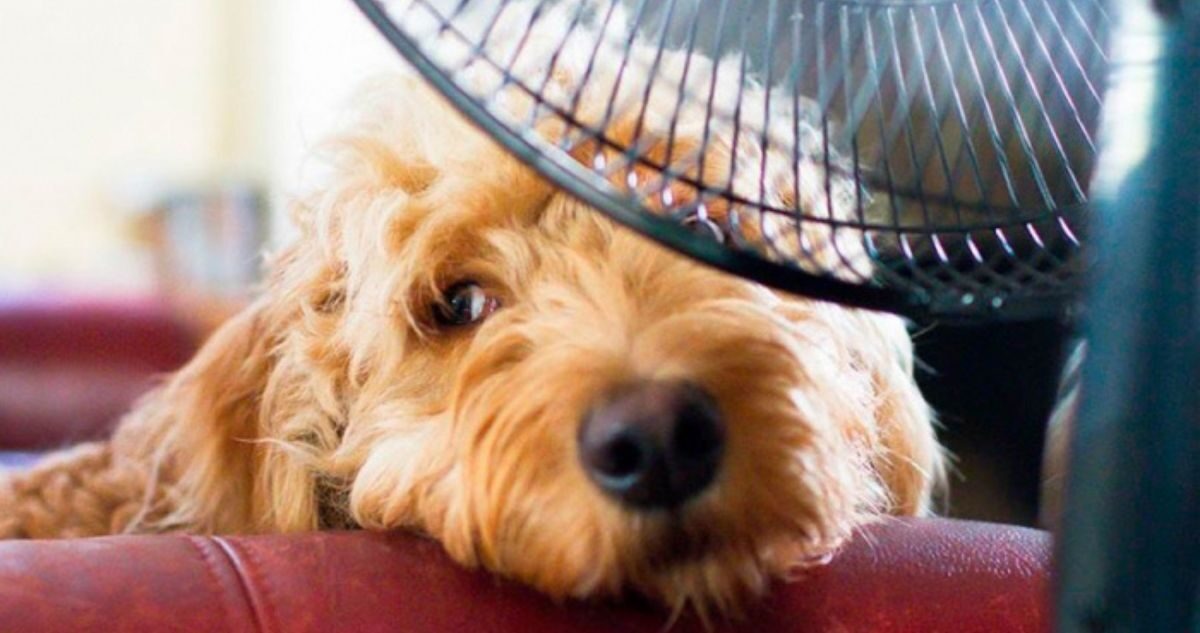 Cómo detectar y prevenir un golpe de calor en tu mascota: ¿Se les puede poner bloqueador?