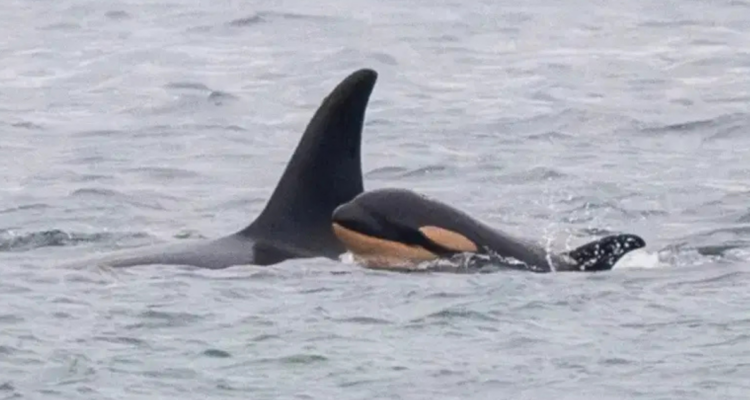 Orca mantiene a su cría muerta en el mar