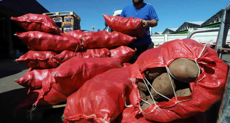 Tras denuncias por alzas de precios en 2023: FNE descarta colusión en el mercado de la papa