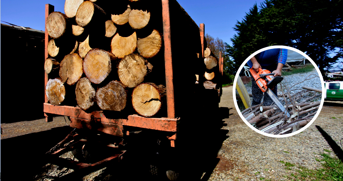 PDI detiene a tres sujetos por robo de madera en región de Los Ríos: incautaron camioneta y motosierra