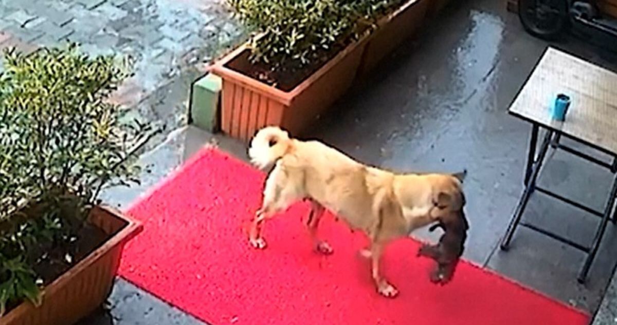 Perrita salvando a su cría en Turquía.
