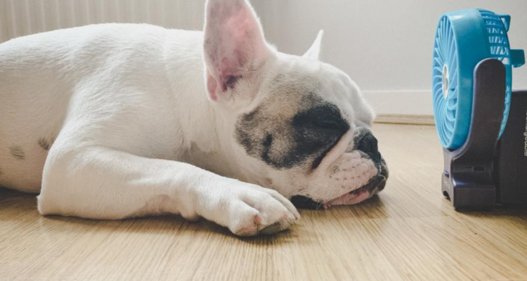 Peros y los golpes de calor