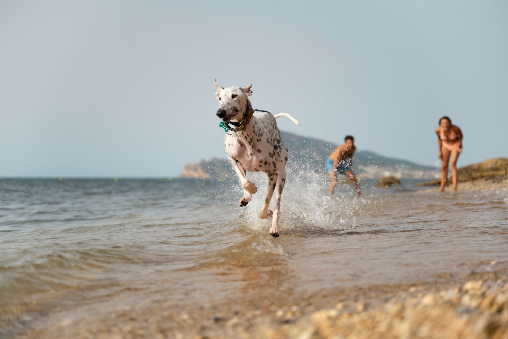 Por qué no deberías rasurarle el pelo a tu perro en verano