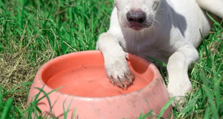 Cada cuánto tiempo debes cambiar el agua de tu perro en verano y otros tips de cuidado esta temporada