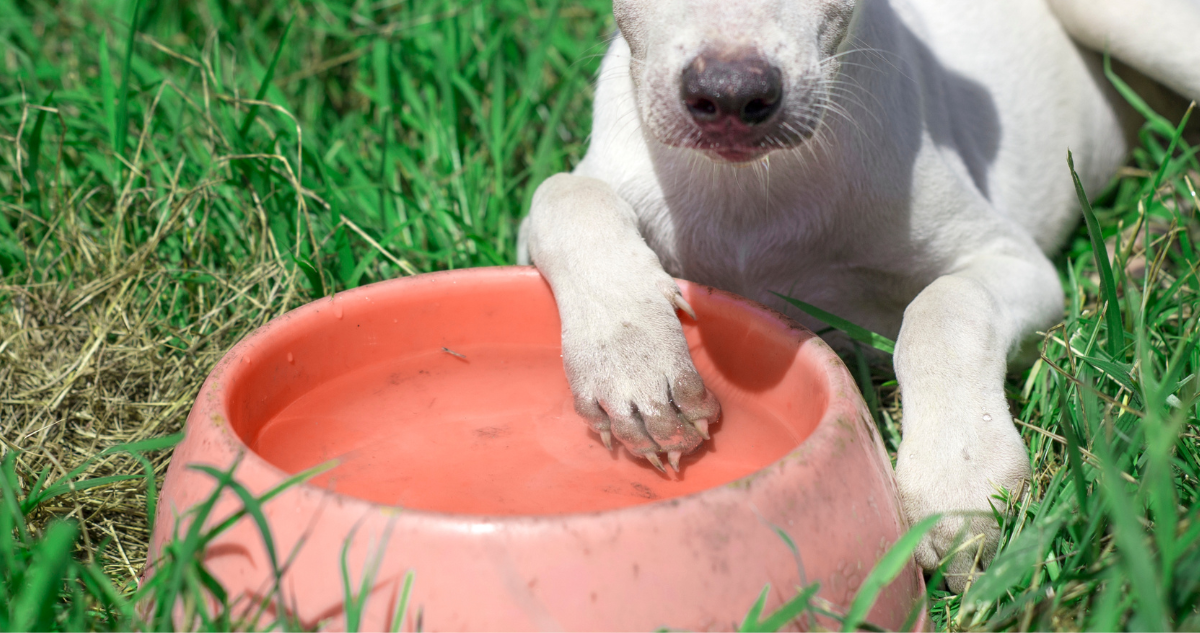 Cada cuánto tiempo debes cambiar el agua de tu perro en verano y otros tips de cuidado esta temporada