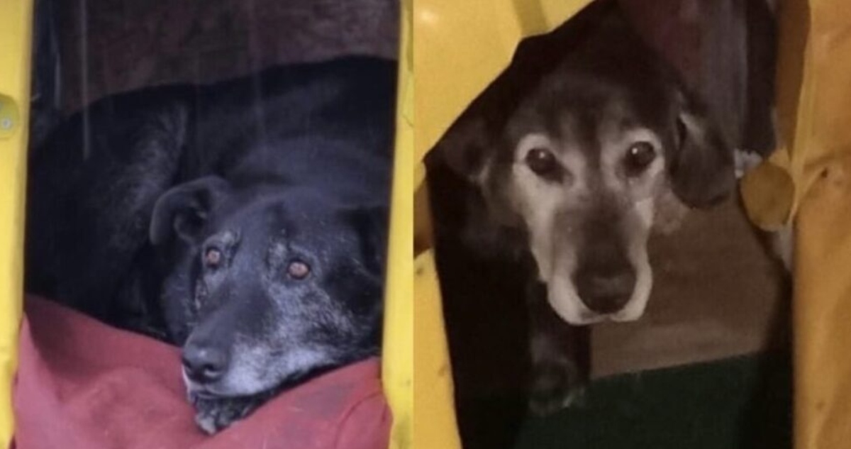 Perros comunitarios cuyo asesinato derivó en juicio abreviado