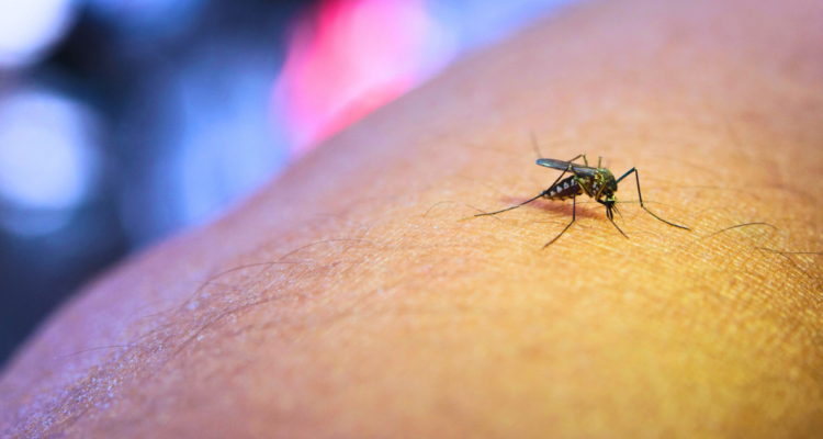 6 preguntas y respuestas sobre las picaduras o mordeduras de insectos y arácnidos en verano