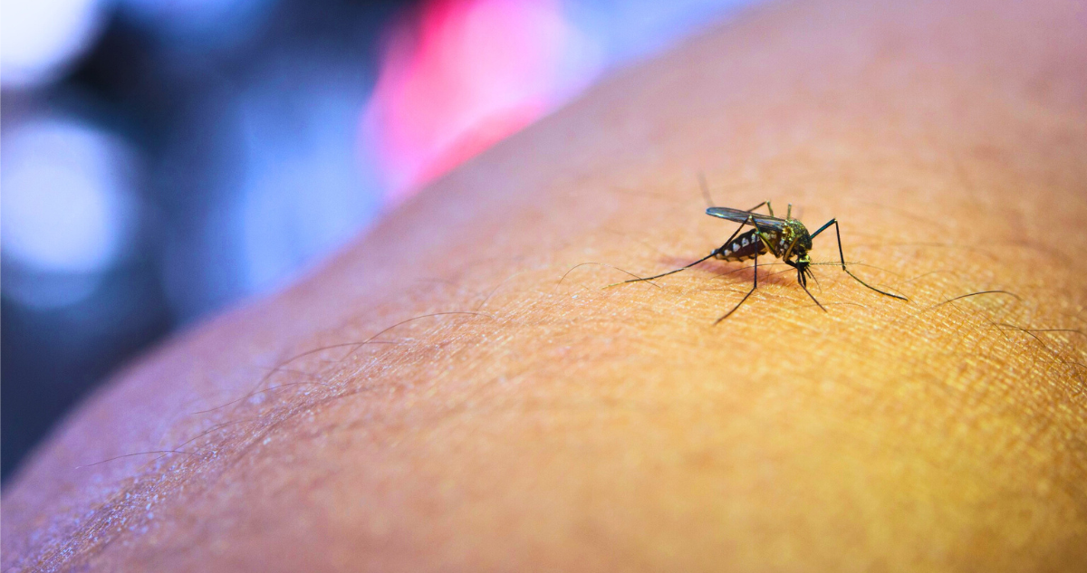 6 preguntas y respuestas sobre las picaduras o mordeduras de insectos y arácnidos en verano