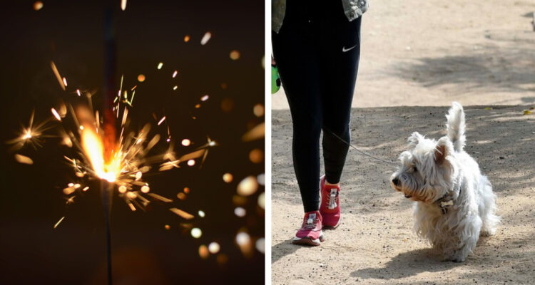Pueden causarles hasta paro cardíaco: divulgan caso de “estrés” en mascota por fuegos artificiales