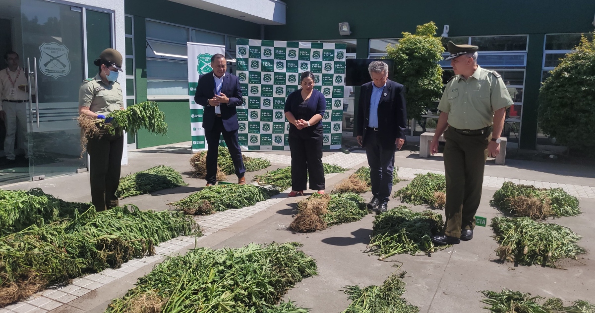 Plantaciones de marihuana