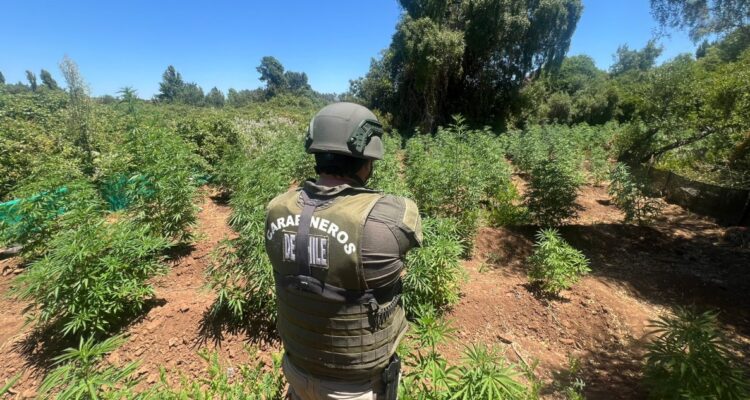 Encuentran más de 1.300 plantas de marihuana en predio forestal de Pemuco: lo descubrieron con drones