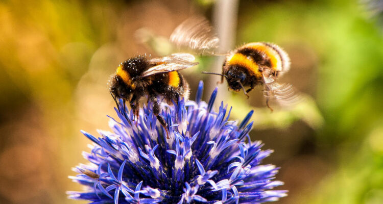 Insectos polinizadores