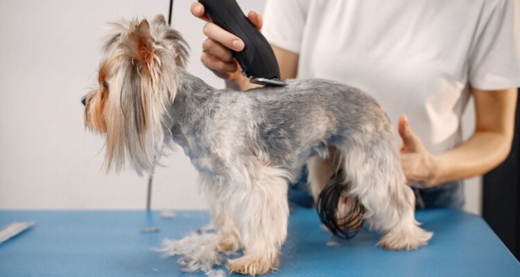 Por qué no deberías cortarle el pelo a tu perro mascota durante los meses de calor en verano y por qué el pelaje es un aislante natural.