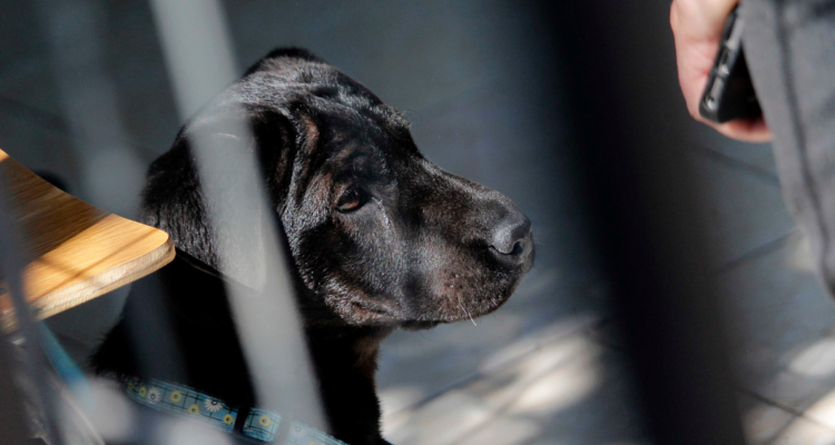 Presentan proyecto que aumenta penas de la Ley Cholito: 3 años por lesiones y 5 años en caso de muerte