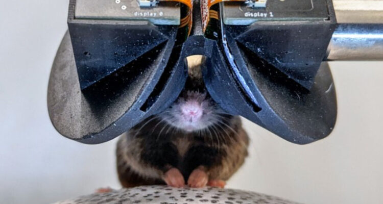 Foto de ratones con lentes de realidad virtual