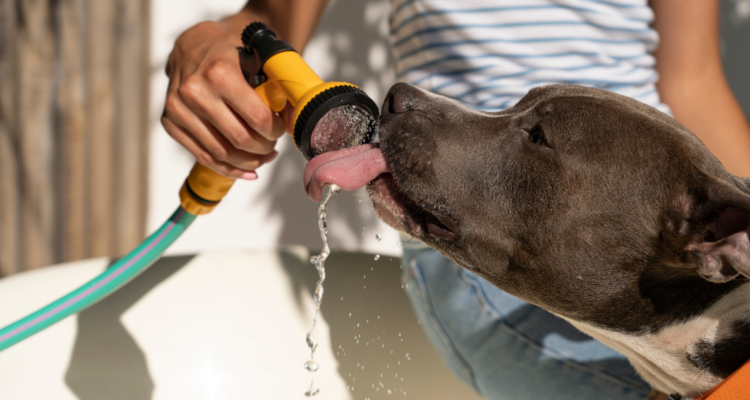 Descubre las razas de perros que más sufren en verano y cómo cuidarlos del calor