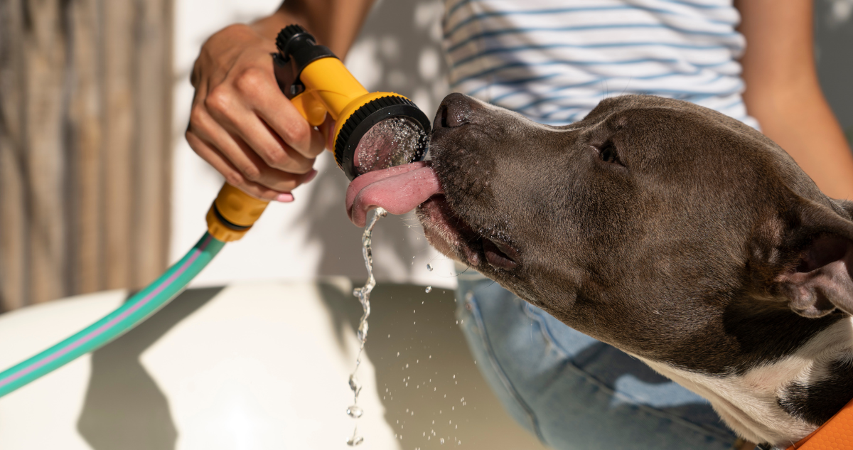 Descubre las razas de perros que más sufren en verano y cómo cuidarlos del calor