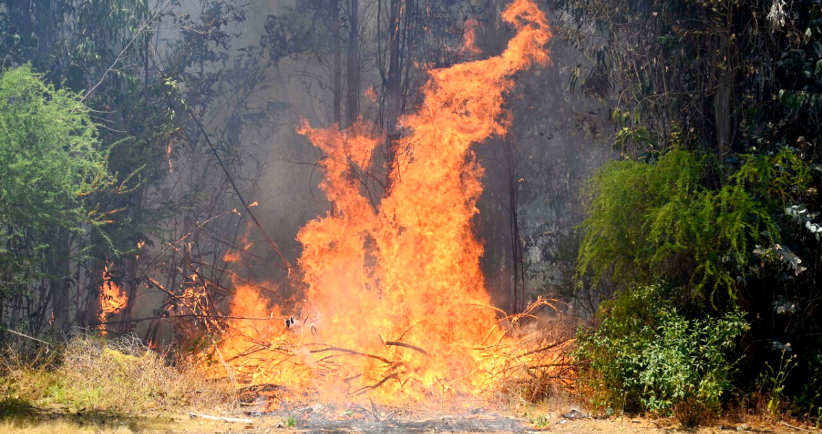 Reportan que incendio forestal en Pelequén está fuera de control con 170 hectáreas consumidas
