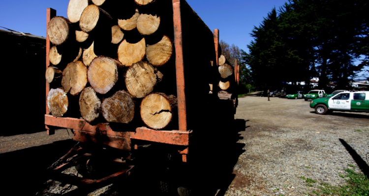 147 detenidos por robo de madera en Los Ríos durante 2024: incautaciones cifran en $1500 millones