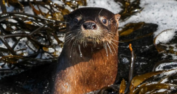 Chungungo fauna chiloé