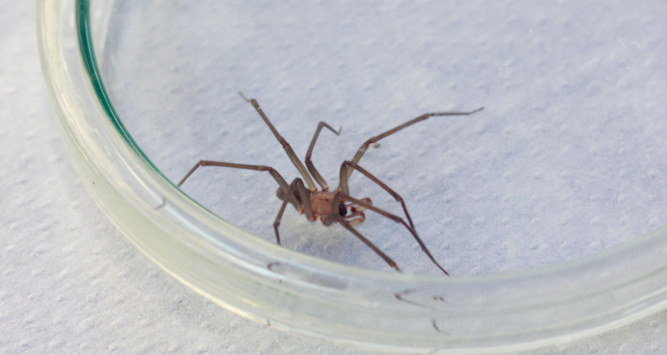 Araña de rincón la araucanía seremi de salud