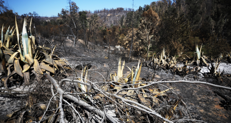Incendios forestales