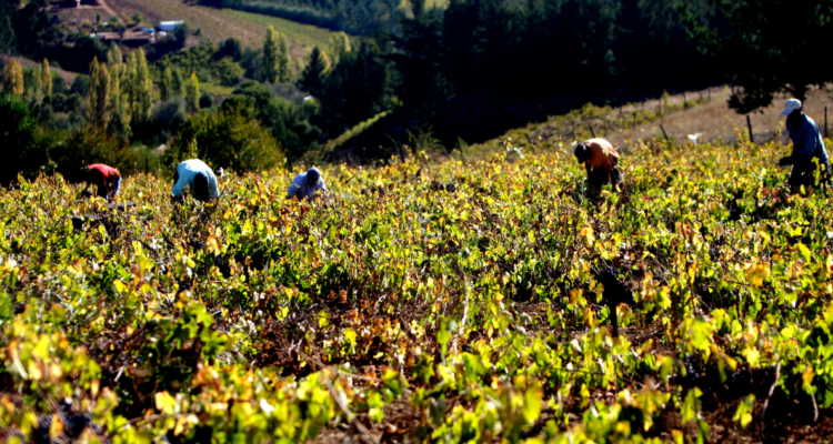 Los Ríos: seremi de Agricultura confirma vigilancia a frutales para prevenir posibles plagas