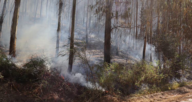 Incendios forestales la araucanía