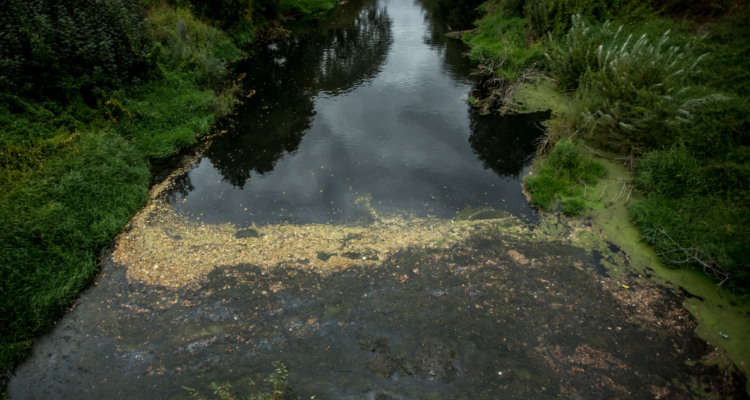 Río Quilleco Coliformes fecales