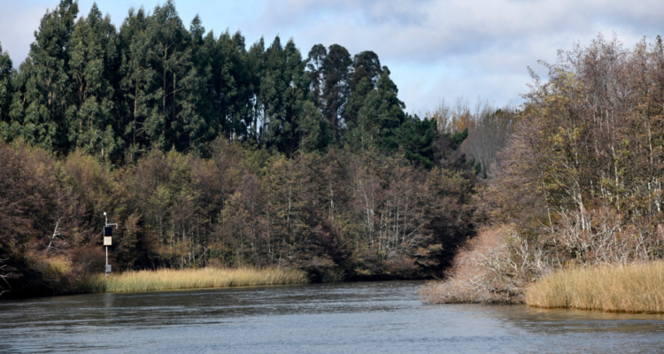 Valdivia Ciudad Humedal