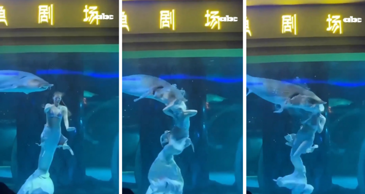 Ataque de pez gigante a artista disfrazada de sirena