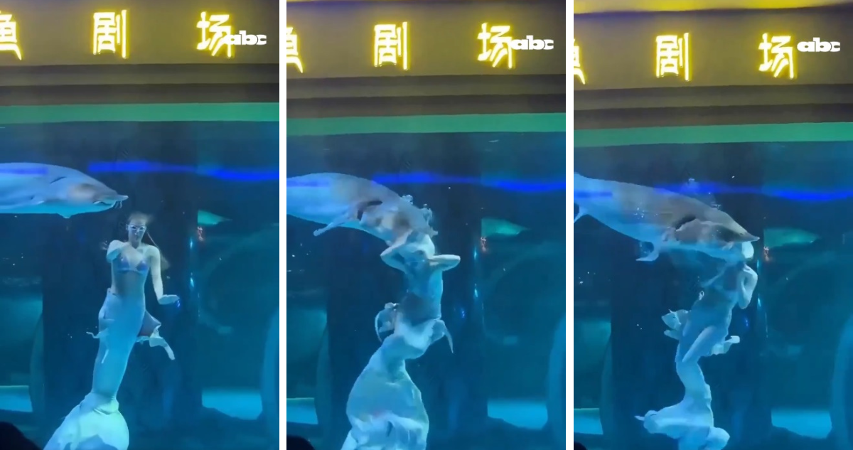 Ataque de pez gigante a artista disfrazada de sirena