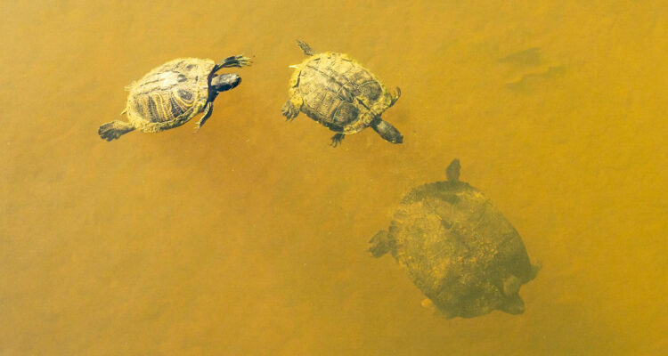 El número de la vida