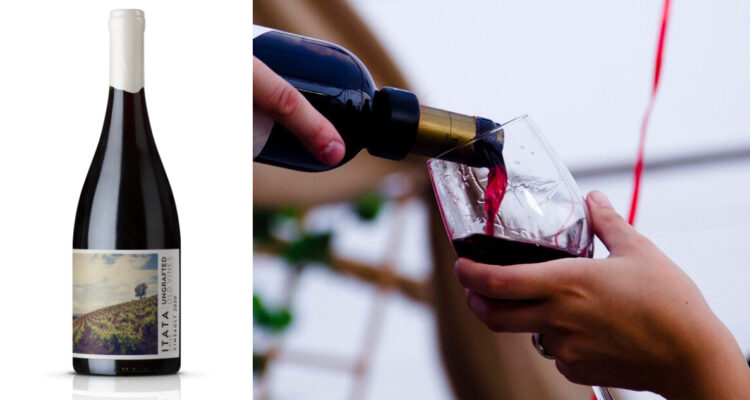 Vino chileno destacó en artículo del New York Times: fue el único representante local en la lista