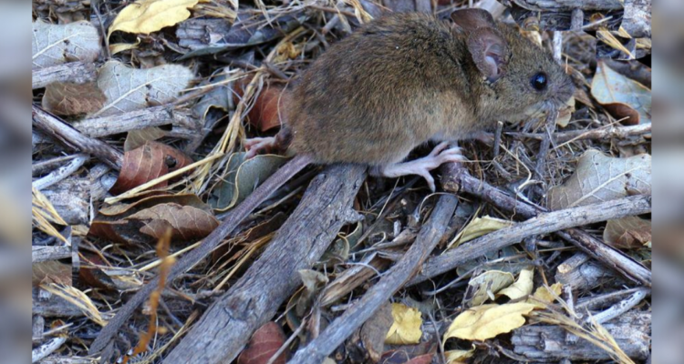 cuáles son los síntomas del virus Hanta y cómo evitar el contagio en verano