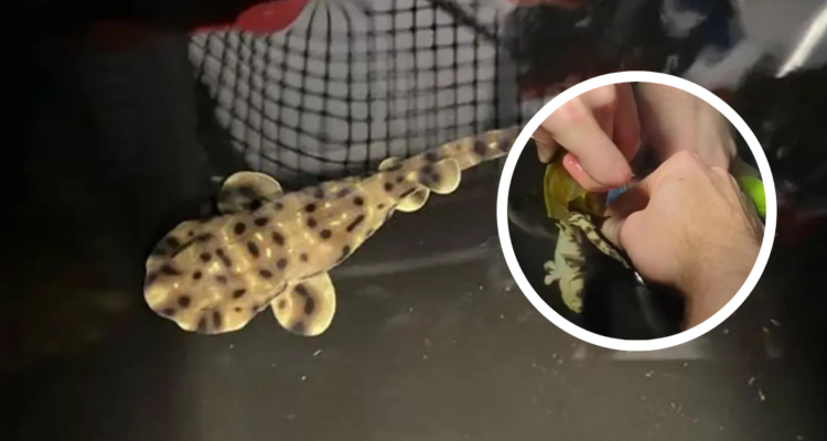 Acuario de Luisiana: nace tiburón en un hábitat con solo dos ejemplares hembra