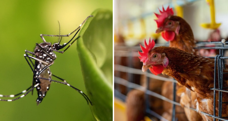 alertas sanitarias Chile