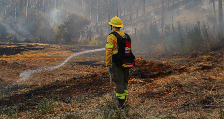 alerta roja incendio forestal chillan
