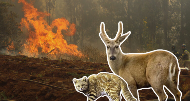 Experto se quiebra al hablar de incendio forestal que afecta biósfera en Ñuble: "Es un daño tremendo"