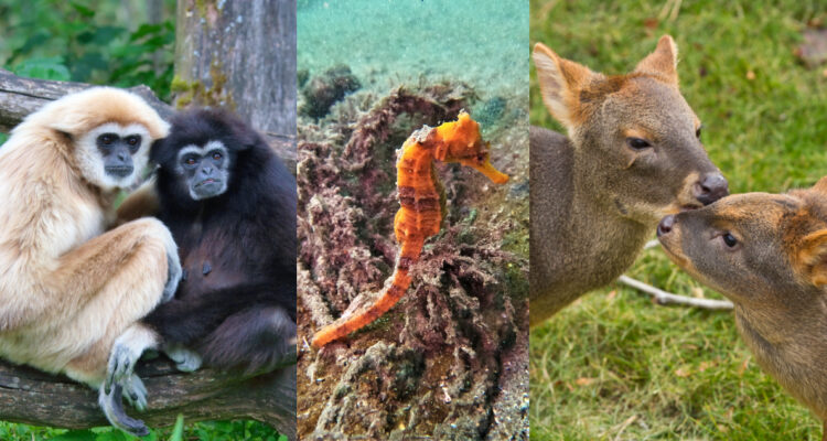 5 especies de animales que buscan pareja para toda la vida