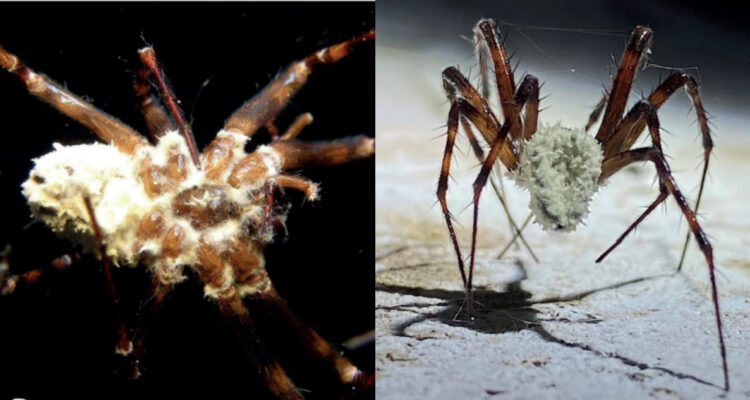Foto de arañas infectadas por el hongo que las convierte en “zombis”