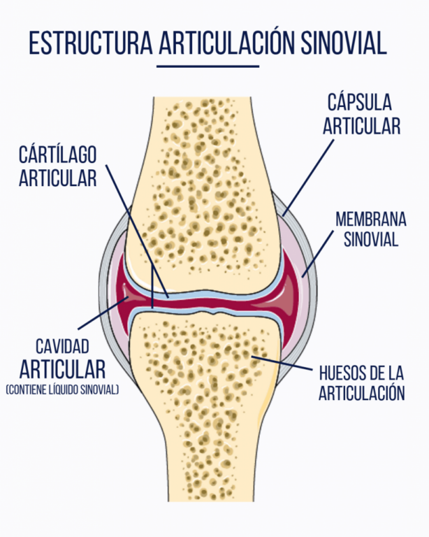 Ilustración articulación sinovial