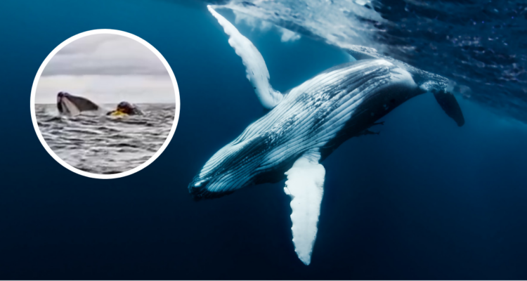 Fotografía de referencia de una ballena jorobada y miniatura de joven tragado por una ballena en Chile