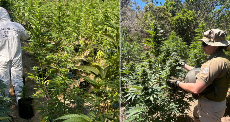 Encuentran seis canchas de cultivo artesanal de marihuana en La Ligua e incautan más de 3 mil plantas