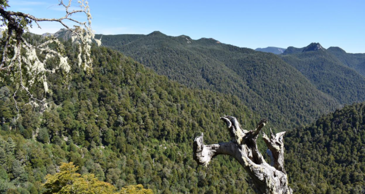 Tildan de “despropósito” que Gobierno busque construir ruta en medio de Parque Nacional en Los Ríos