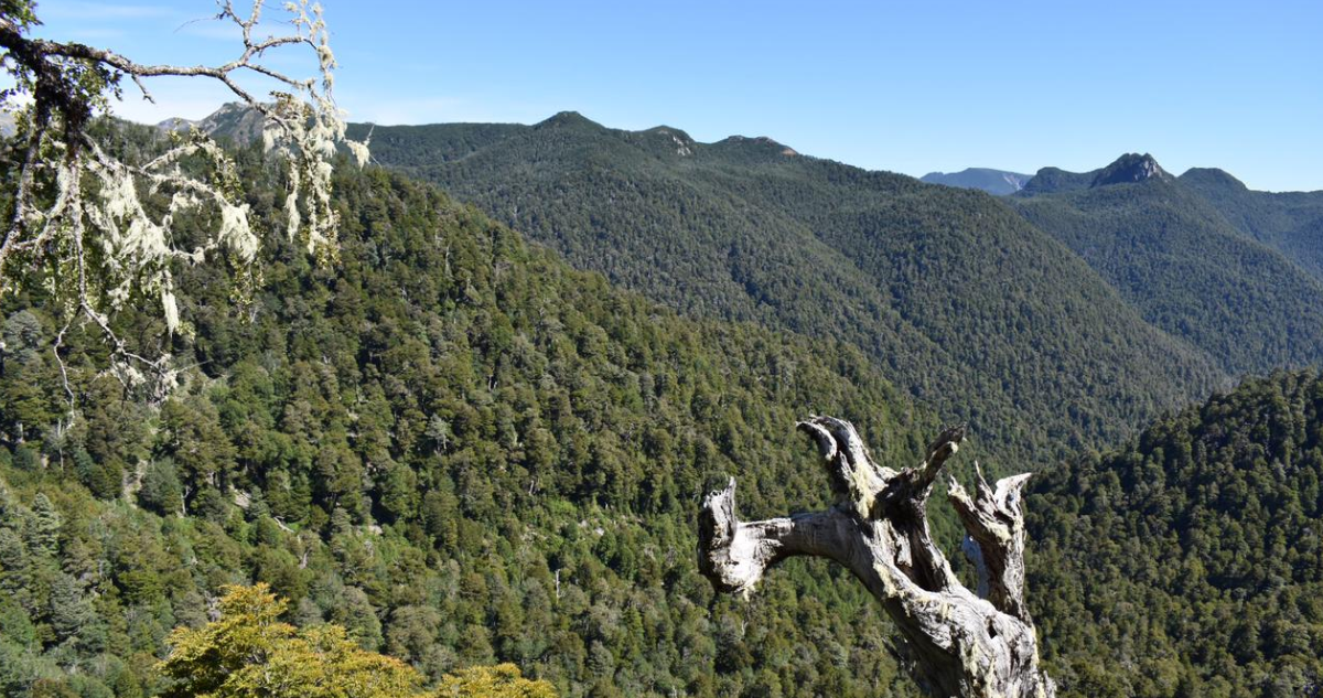 Tildan de “despropósito” que Gobierno busque construir ruta en medio de Parque Nacional en Los Ríos