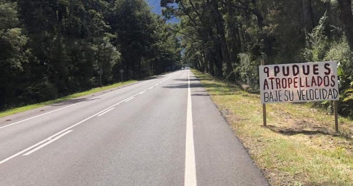 Nuevamente muere Pudú atropellado en carretera de Petrohué: acusan que cadáver fue lanzado a barranco
