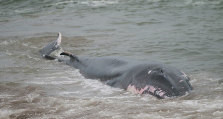 Organizaciones ambientales tildan de “alarmante” que Chile sea el país con mayor muerte de ballenas