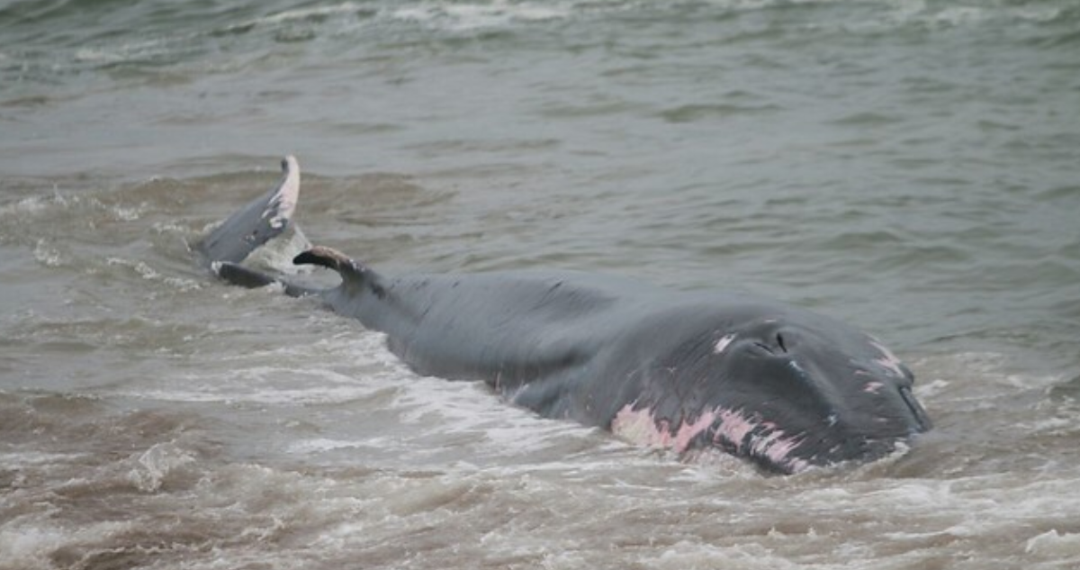 Organizaciones ambientales tildan de “alarmante” que Chile sea el país con mayor muerte de ballenas